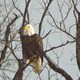Bald Eagle Watching 12-29-224